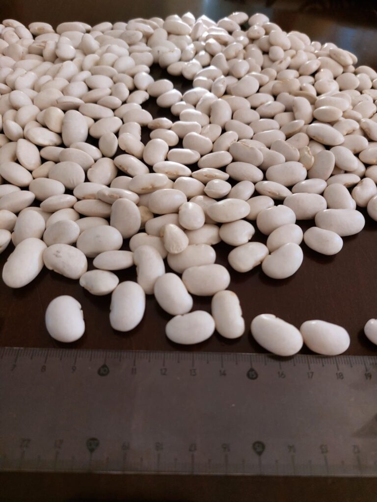 white-bean-image